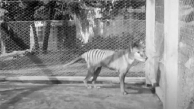 Στη δημοσιότητα το τελευταίο γνωστό βίντεο με τίγρη της Τασμανίας, που εξαφανίστηκε το 1936 (pics & vid)