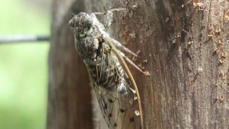 Εκατομμύρια τζιτζίκια ετοιμάζονται να βγουν από το έδαφος μετά από 17 χρόνια (vids)