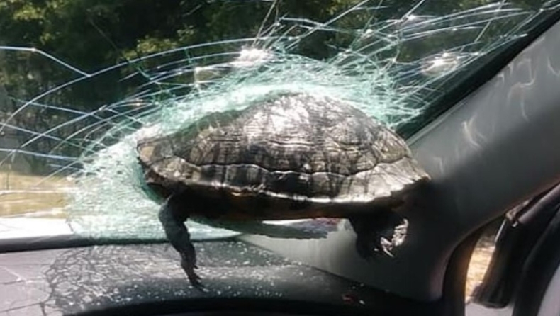 Χελώνα «καρφώθηκε» σε παρμπρίζ αυτοκινήτου! (pics & vid)