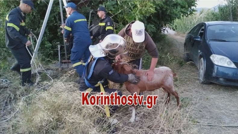 Κόρινθος: Μεγάλη επιχείρηση της πυροσβεστικής για τον απεγκλωβισμό κατσίκας από πηγάδι, ανατριχιαστικές οι φωνές της (pics & vid)
