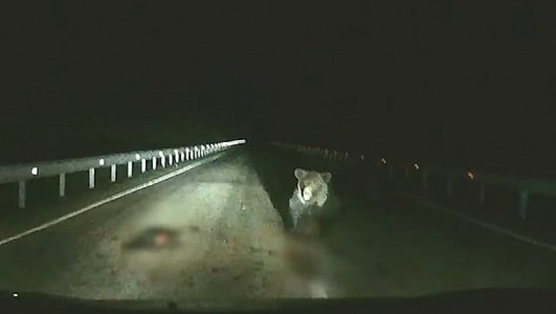 Αρκούδα έπεσε πάνω σε αυτοκίνητο για να γλιτώσει ένα απο τα παιδιά της (vid)