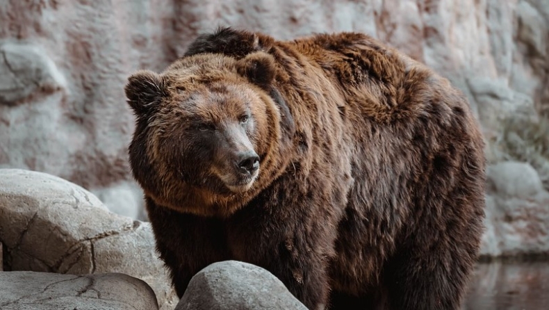 Καστοριά: Νεαρός πάλεψε με αρκούδα και νοσηλεύεται με βαριά τραύματα