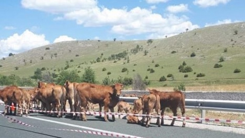 Γέμισε αγελάδες η Εγνατία από φορτηγό που αναποδογύρισε (pics & vid)