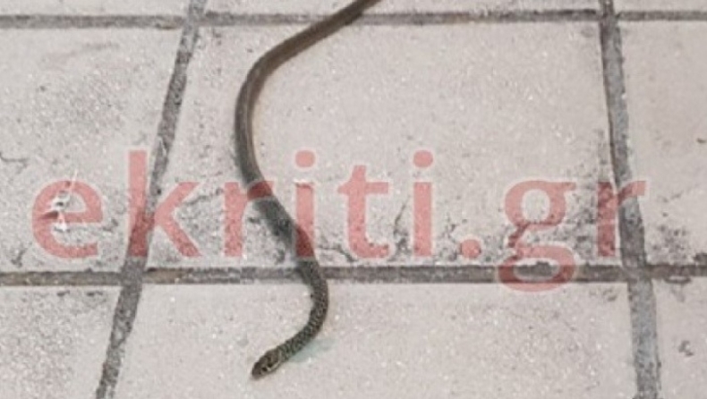 Κρήτη: Φίδι «έκοβε» βόλτες σε πεζοδρόμιο του Ηρακλείου (pics)