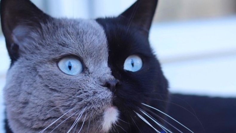 O δίχρωμος γάτος του Instagram που έχει γίνει viral (pics)
