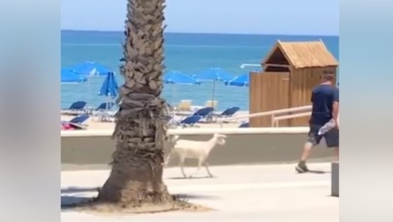 Κρήτη: Έβγαλε βόλτα το κατσικάκι του στην παραλία του Ρεθύμνου (vid)