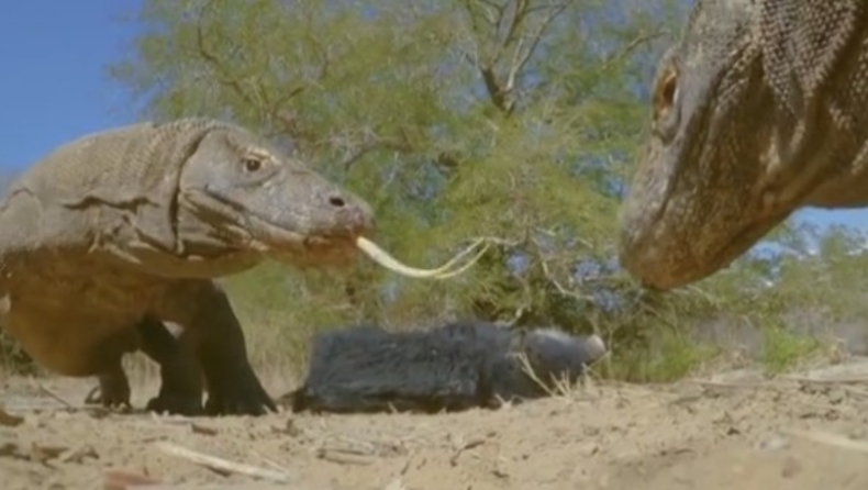 Δράκοι του Kομόντο κατασπαράζουν ψεύτικο χοίρο με ενσωματωμένη κάμερα, σε ντοκιμαντέρ του BBC (vid)