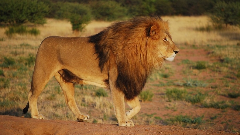 Περίπου 12.000 λιοντάρια έχουν αιχμαλωτιστεί για να σκοτωθούν από τουρίστες (pics)