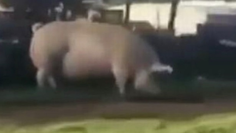 Τεράστιο γουρούνι το 'σκασε και ξεχύθηκε στους δρόμους προκαλώντας πανικό (vid)