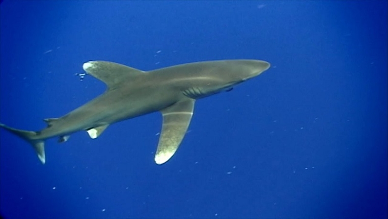 Η πρώτη φωτογραφία καρχαρία που αποδεικνύει ότι αποτελούν... μεζέ για τα γιγάντια καλαμάρια (pic)