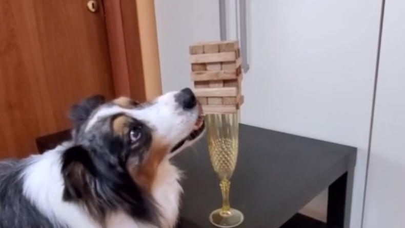 Σκύλος παίζει Jenga με τον ιδιοκτήτη του και τον κερδίζει (vid)