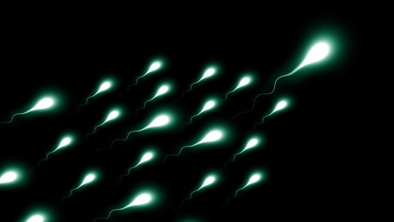 Τα ωάρια της γυναίκας έχουν «προτιμήσεις» ποιο ανδρικό σπέρμα θα τα γονιμοποιήσει