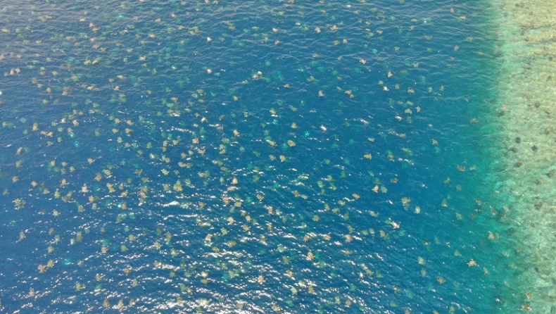 Drone κατέγραψε 64.000 θαλάσσιες χελώνες στον Μεγάλο Κοραλλιογενή Ύφαλο (vid)