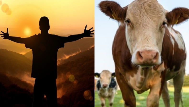 Αγκαλιάστε αγελάδες, κάνει καλό: Η νέα τάση για ηρεμία και ευεξία (vid)