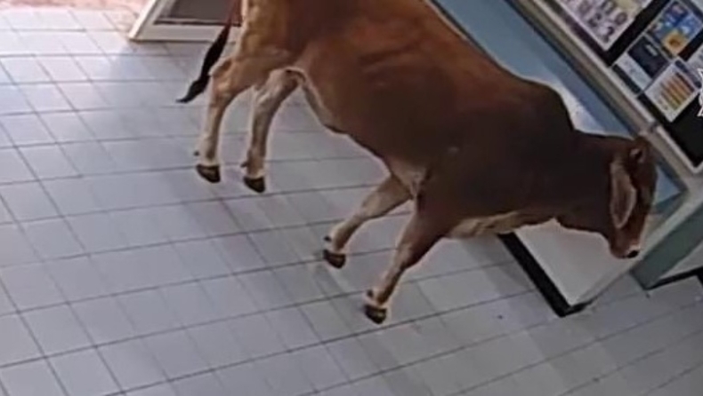 Αγελάδα μπήκε σε τμήμα και οι αστυνομικοί έβγαζαν σέλφι μαζί της (vid)