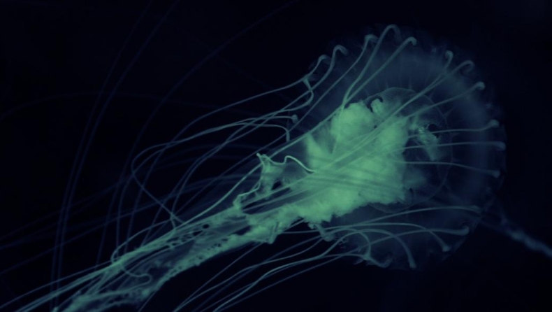 Συναγερμός στους επιστήμονες από κρούσμα αμοιβάδας που τρώει τον εγκέφαλο