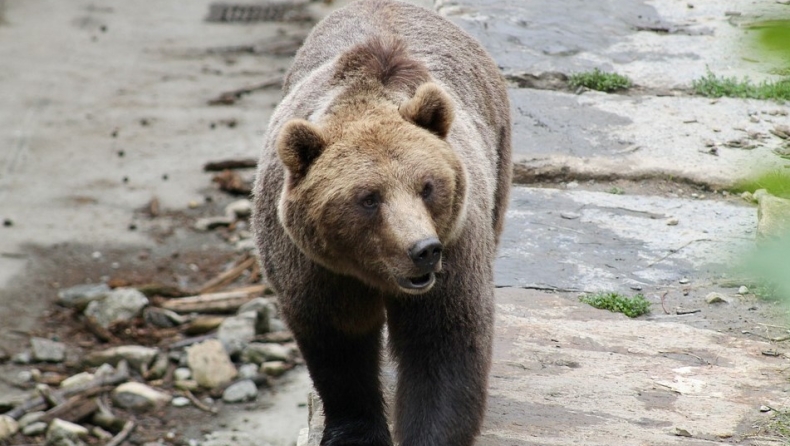 Αρκούδα στην Πτολεμαΐδα πήρε στο κυνήγι έναν άνδρα που έκανε ιππασία