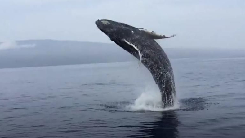 Η απίστευτη «πιρουέτα» μπλε φάλαινας στον αέρα (vid)