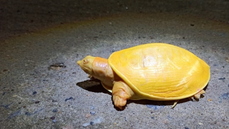 Βρέθηκε σπάνια κίτρινη χελώνα που μοιάζει με λεμόνι (pics & vid)