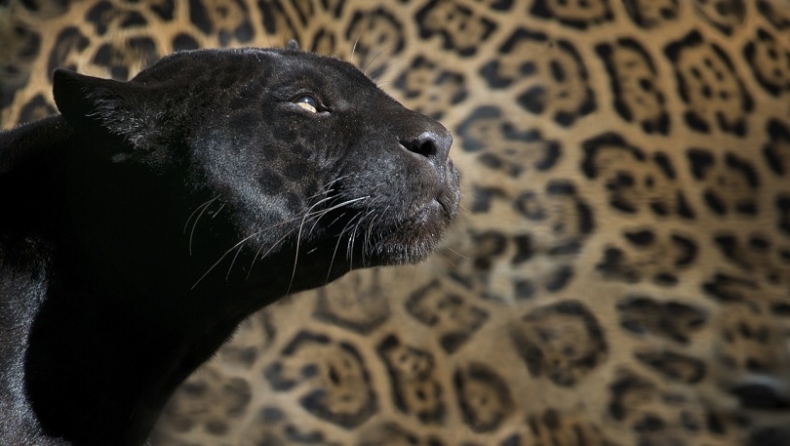 «Δεν έχω δει τίποτα πιο όμορφο»: Τουρίστας φωτογράφισε εξαιρετικά σπάνια μαύρη λεοπάρδαλη (pics)