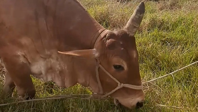 Βόδι-μονόκερος έχει ένα κέρατο στη μέση του κεφαλιού του (vid)
