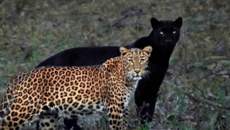 Απίστευτες φωτογραφίες από ζευγάρι μαύρου πάνθηρα και λεοπάρδαλης να βολτάρουν παρέα (pics)