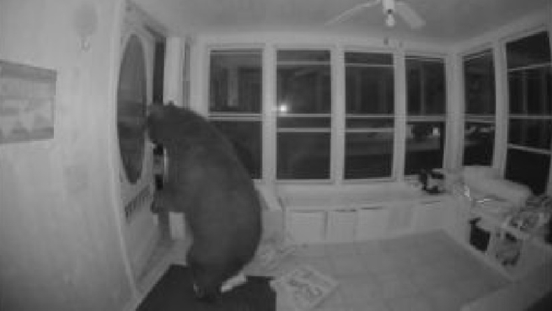 Αρκούδα ανοίγει την εξώπορτα και μπαίνει σε σπίτι που της μύρισε πίτσα (vid)