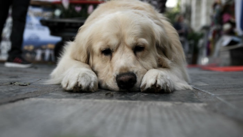 «Mε άφησαν γιατί δεν έχω μάθει να είμαι καλός»: Εγκατέλειψαν σκύλο αφήνοντας σημείωμα (pic)