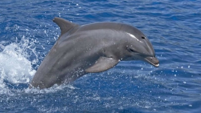 Τραγωδία: Στα 38 έφτασαν τα νεκρά δελφίνια στον Μαυρίκιο