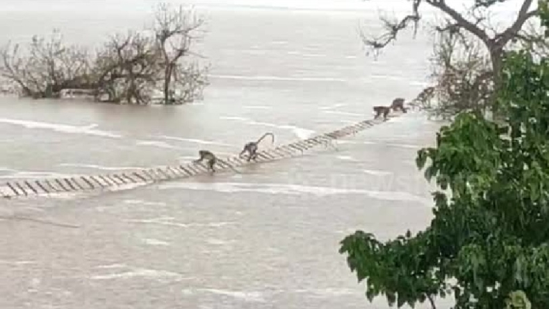 Απίστευτη επιχείρηση διάσωσης για να σωθούν 100 πίθηκοι από πλημμύρες: Τους έφτιαξαν σκάλες από σχοινιά (vid)