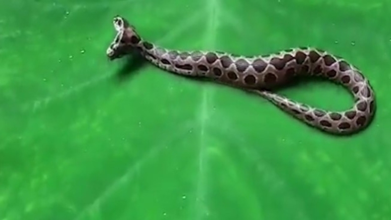 Βρέθηκε σπάνιο και θανατηφόρο δικέφαλο φίδι (vid)