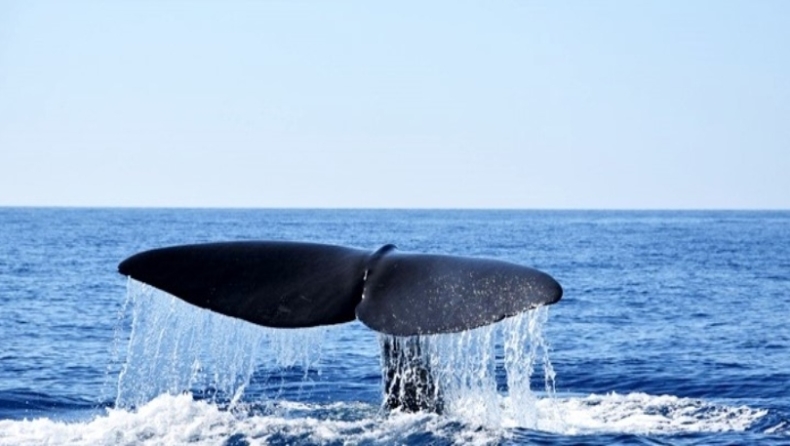 Φάλαινα φυσητήρας 20 μέτρων στη Μάνη (pics & vid)