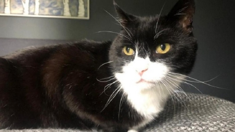 Ο Πάλμερστον, ο γάτος του Φόρεϊν Όφις, βγαίνει στη σύνταξη (pic)