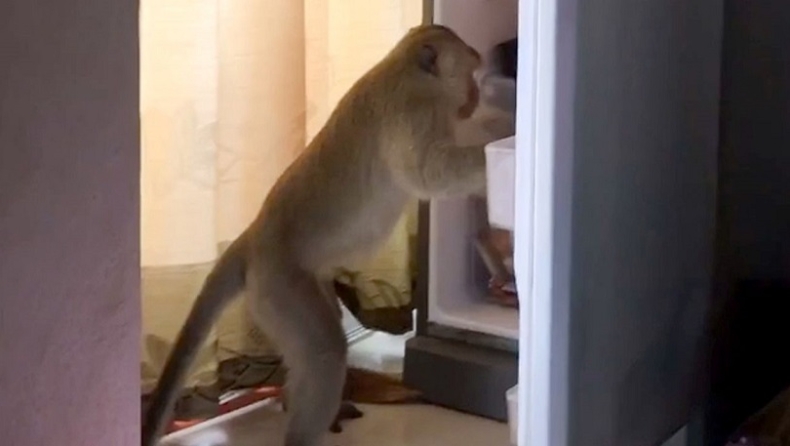 Μαϊμού μπήκε σε σπίτι, άνοιξε το ψυγείο, έκλεψε μια σακούλα με φαγητό και έφυγε (vid)