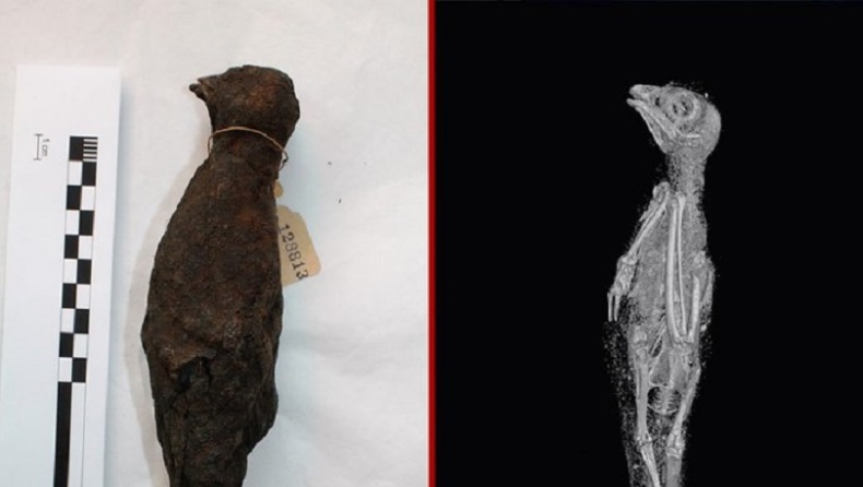 Εκπληκτικό: Οι επιστήμονες «ξετυλίγουν» μουμιοποιημένα ζώα από την αρχαία Αίγυπτο (pics & vids)