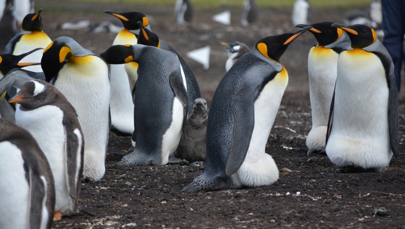 Δορυφόρος βρήκε νέες αποικίες αυτοκρατορικών πιγκουίνων στην Ανταρκτική
