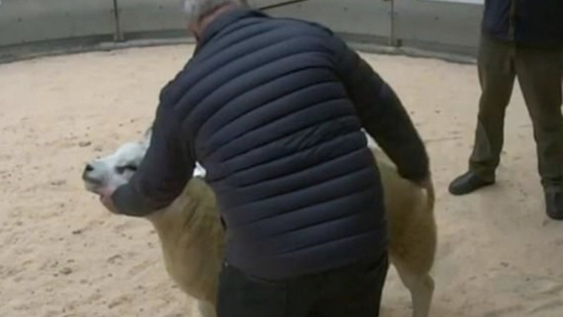 Το ακριβότερο πρόβατο του κόσμου: Πουλήθηκε έναντι 408.000 ευρώ (vid)