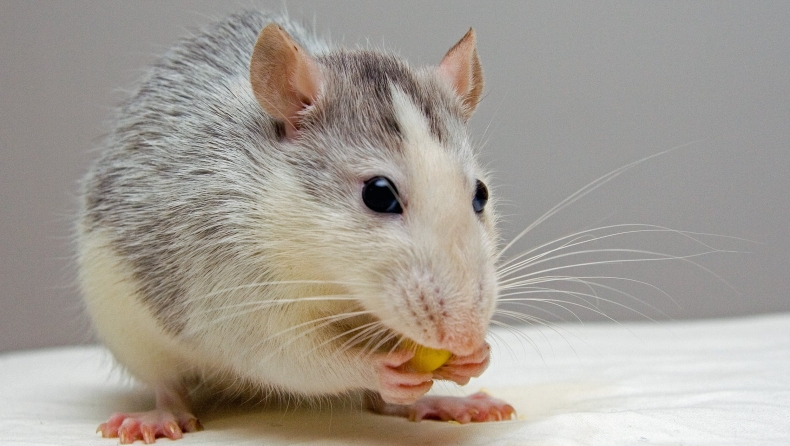 Στη Σουηδία έφτιαξαν ένα μίνι «δισκοπωλείο» αποκλειστικά για ποντίκια