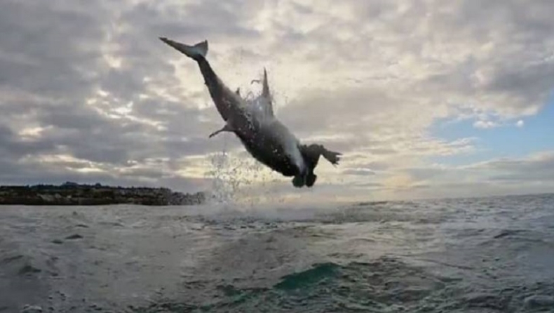 Παγκόσμιο ρεκόρ για μεγάλο λευκό καρχαρία που πήδηξε 4,5 μέτρα έξω από το νερό (pic)
