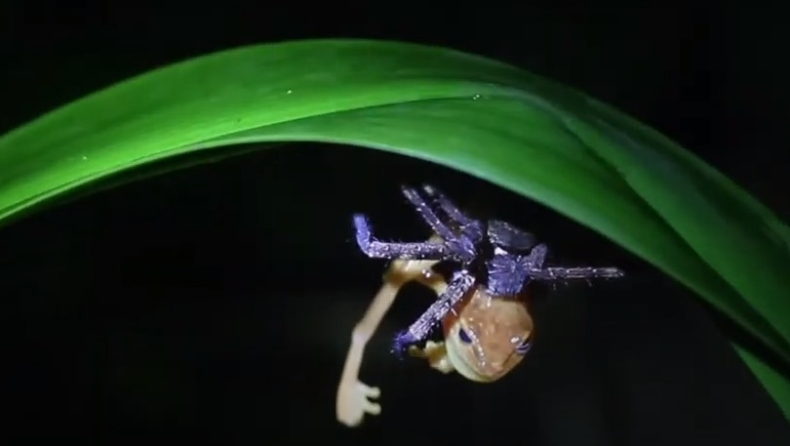 Η στιγμή που αράχνη αρπάζει βατράχι, το ακινητοποιεί και το σκοτώνει (vid)