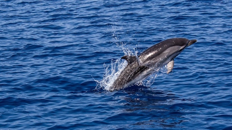 Εννέα μαυροδέλφινα πέθαναν σε παραλία της Αστούριας