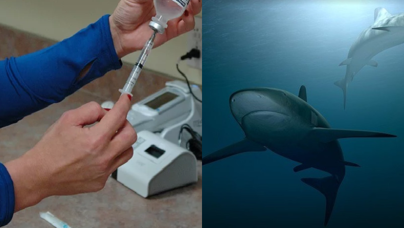 Εκατοντάδες χιλιάδες καρχαρίες απειλούνται με σφαγή λόγω του εμβολίου για τον κορονοϊό (pic)