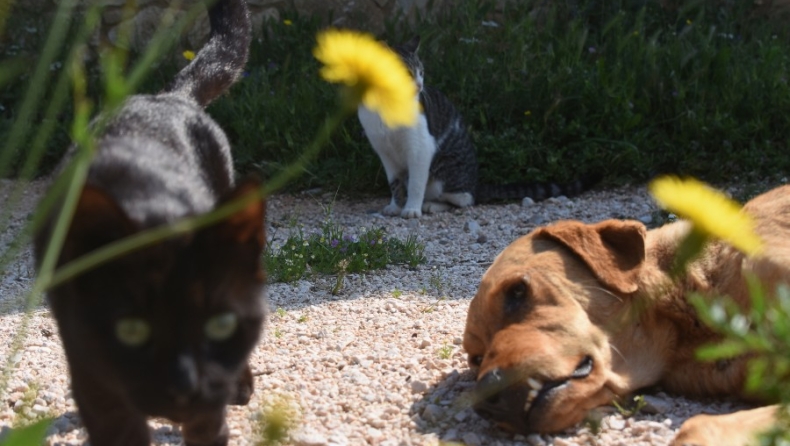 Οι γάτες μεταδίδουν μεταξύ τους τον κορονοϊό, ενώ οι σκύλοι όχι