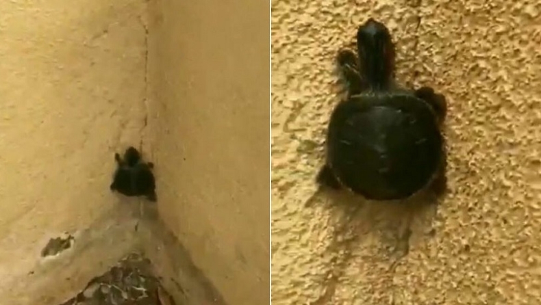 Τα χελωνονιντζάκια είναι αληθινά: Χελώνα σκαρφαλώνει σε τοίχο σαν νίντζα (vid)