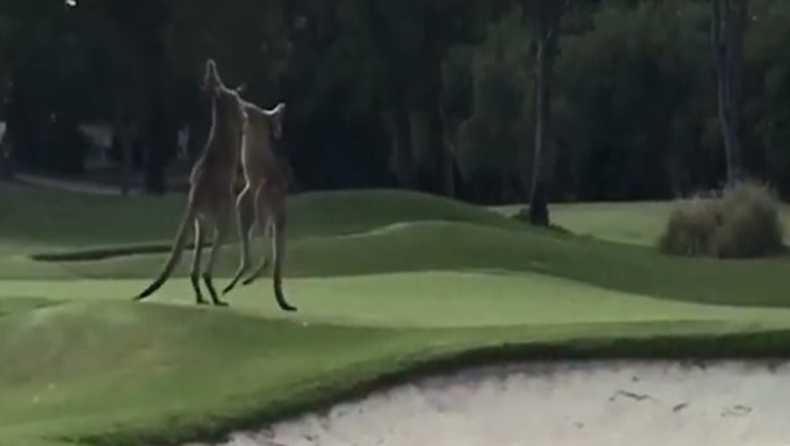 Απίστευτο ξύλο ανάμεσα σε δυο καγκουρό σε γήπεδο γκολφ (vid)