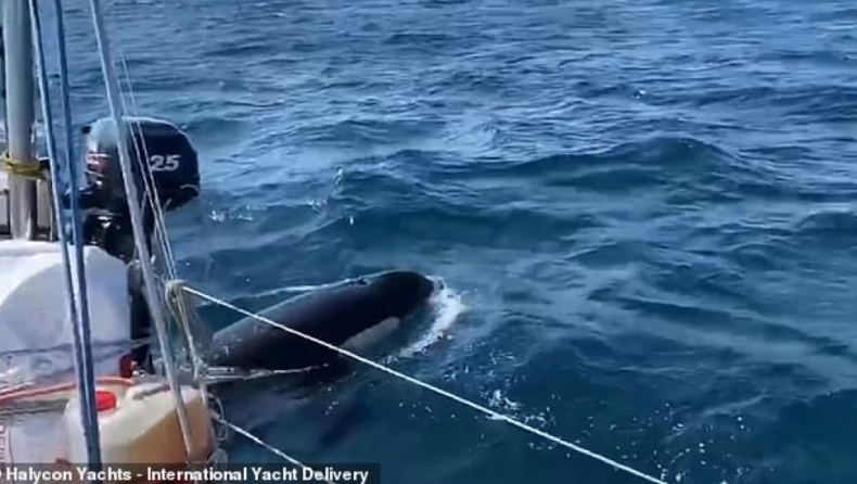 Φάλαινες δολοφόνοι επιτίθενται σε πλοία και οι επιστήμονες αναρωτιούνται γιατί (pics & vid)