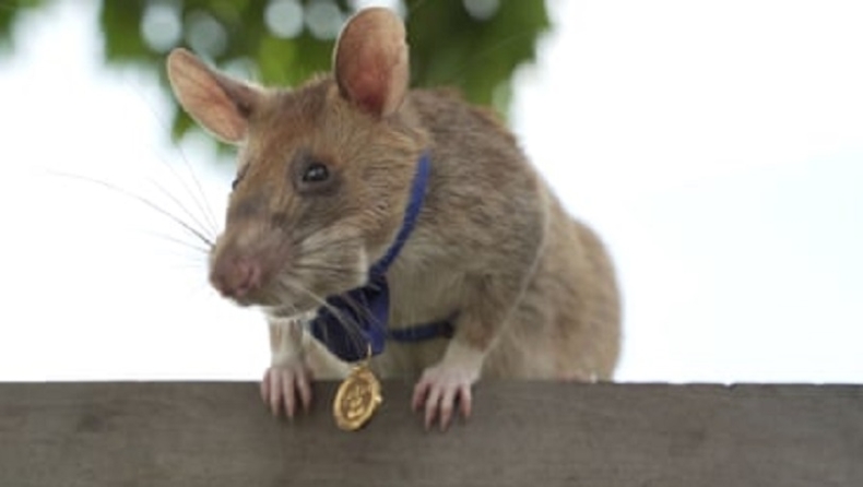 Χρυσό μετάλλιο σε αρουραίο για τη συμβολή του στην ανίχνευση ναρκών (pics & vid)