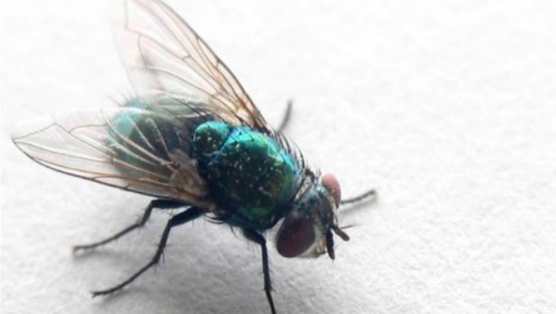 80χρονος ανατίναξε το σπίτι του στην προσπάθειά του να σκοτώσει μια μύγα