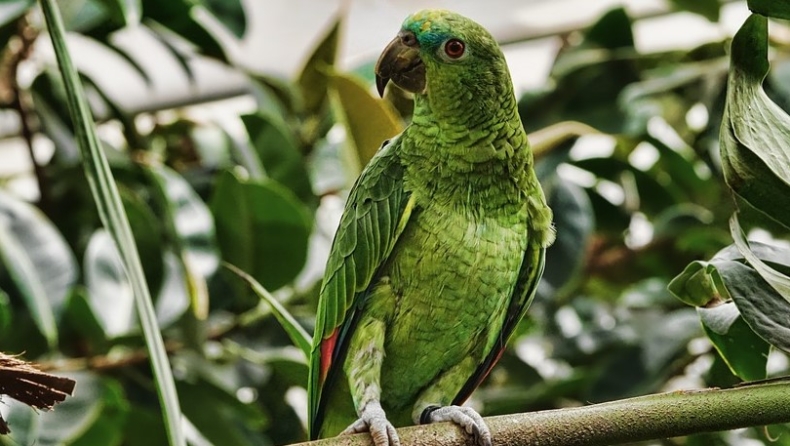 Ζωολογικό πάρκο απέσυρε πέντε παπαγάλους επειδή έβριζαν επισκέπτες