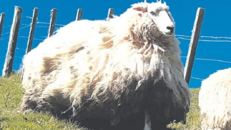 Αγρότης ανακάλυψε τεράστιο μαλλιαρό πρόβατο που έγινε «άγριο» και δεν είχε κουρευτεί για πέντε χρόνια (pics)